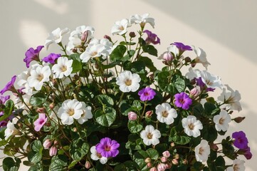 Wall Mural - Purple and white geranium flowers in full bloom