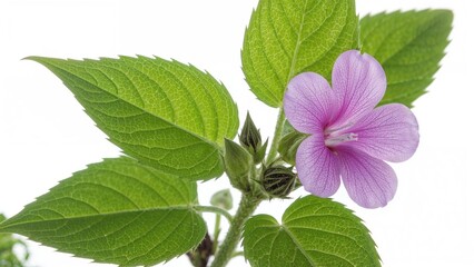 Wall Mural - Macro shot of leaves and purplish flowers from a marshmallow plant.