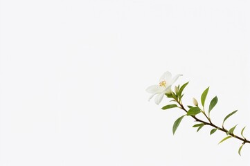 Wall Mural - Single jasmine flowers on a plain white backdrop
