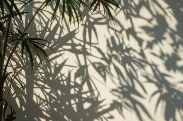 Wall Mural - Dappled sunlight casting shadows of tropical foliage on textured wall surface