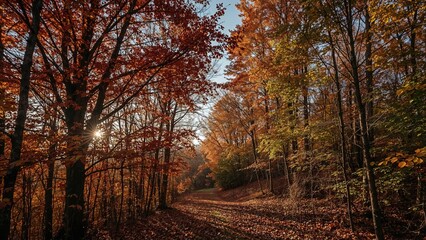 Wall Mural - colorful fall forest on a hillside