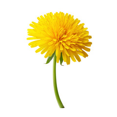 Wall Mural - Dandelion flower