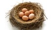 © Hnaistock - A rustic bird nest filled with six light brown chicken eggs resting on a white background creating a natural and organic scene