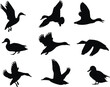 © SHOJEB - Duck silhouette collection, flying, walking, landing poses, black vector birds, wildlife illustration, waterfowl movement, animal icon set, nature graphic