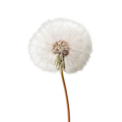Wall Mural - Dandelion seed head