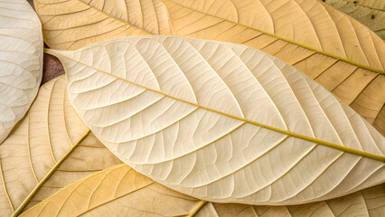 green leaf texture Soft, pale leaves arranged close up 