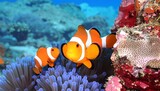 Two clownfish near anemone