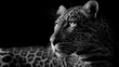 © Attila Kapodarca - black and white photo of a leopard on black background