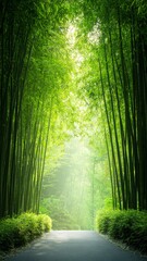 Wall Mural - Serene bamboo forest pathway illuminated by soft sunlight
