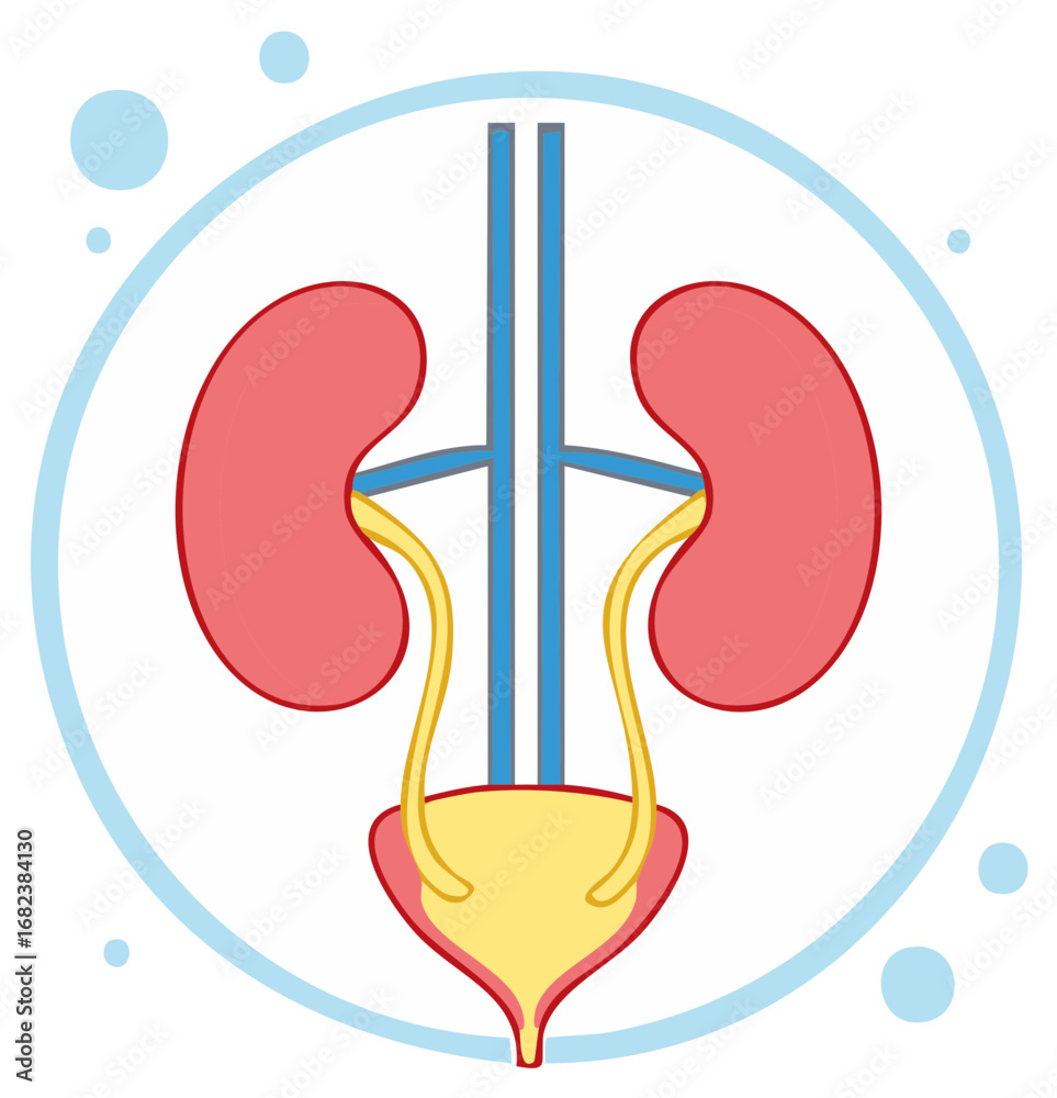 Human Urinary System Anatomy Kidneys Ureters Bladder Medical ...