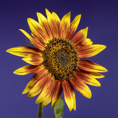 Wall Mural - Vibrant Sunflower with Dewdrops Against a Striking Blue Background