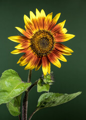 Wall Mural - Radiant Sunflower with Dewdrops Against a Green Background
