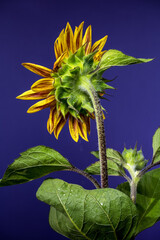 Wall Mural - Vibrant Sunflower with Dewdrops Against a Striking Blue Background