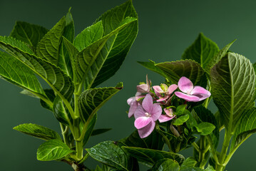 Wall Mural - Soft Pink Hydrangea Flowers and Lush Green Leaves