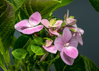 Wall Mural - Pink Hydrangea with Lush Green Leaves and Dark Background