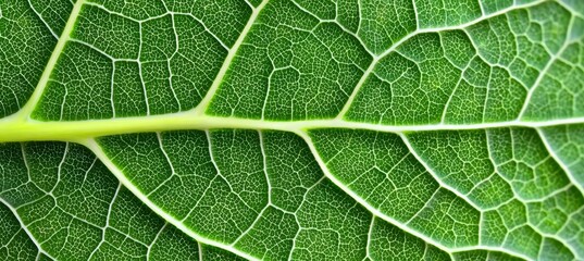 Macro Leaf Texture Detail Creates a Beautiful Geometric Lattice Pattern in Vibrant Green Shades.