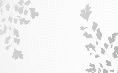 Wall Mural - shadow overlay from a plant branch isolated on a transparent background.