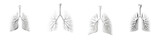 Detailed anatomical models of human lungs in a pristine white hue, illustrating the intricate structure and extension of bronchi with a focus on educational and medical purposes.