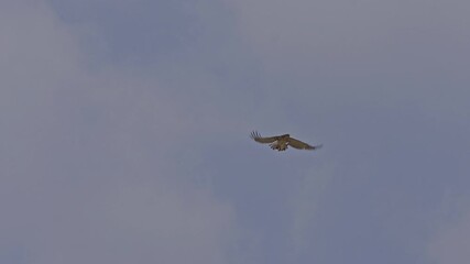 Wall Mural - Short-toed snake eagle (Circaetus gallicus) soaring in the blue sky while searching for prey