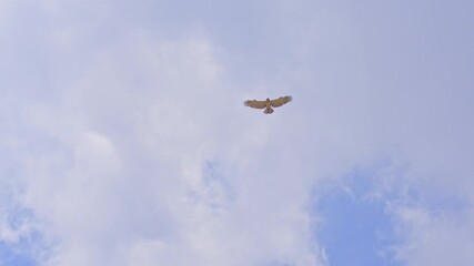 Wall Mural - Short-toed snake eagle (Circaetus gallicus) soaring in the sky while searching for prey