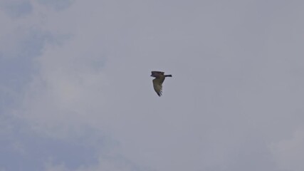 Wall Mural - Short-toed snake eagle (Circaetus gallicus) soaring in the sky while searching for prey