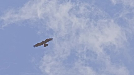 Wall Mural - Short-toed snake eagle (Circaetus gallicus) soaring in the sky while searching for prey