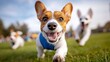 © Nipaphorn - A group of playful dogs enjoying a sunny day in the park, showcasing their joyful spirits and friendly nature in a lush green meadow.