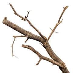 striking bare tree branch against black backdrop for dramatic natural design element