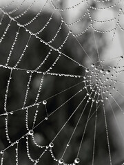 spider web with dew drops