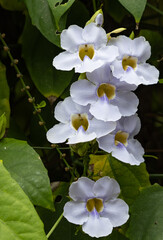 Wall Mural - A bunch of white flowers with yellow centers