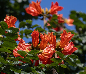 Wall Mural - A bunch of orange flowers are on a tree