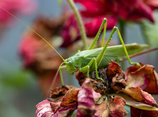 Wall Mural - A green grasshopper is on a flower