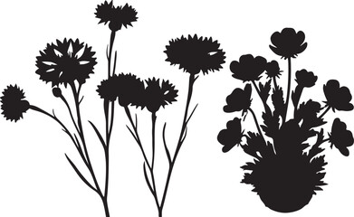 Buttercup in silhouette white background top view.