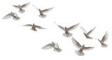 Isolated Flock of White Doves