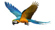 © Sergiu - Isolated macaw, flying bird