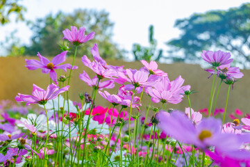Wall Mural - Beautiful pink cosmos flowers blooming in garden,spring season.