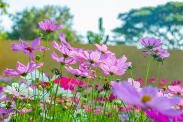 Wall Mural - Beautiful pink cosmos flowers blooming in garden,spring season.