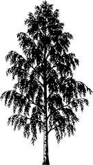  silhouette of weeping birch tree natures grace, elegant sorrow, and enduring resilience, isolated on transparent background