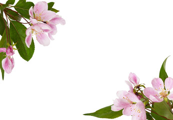 Wall Mural - pink flowers, buds and green leaves of malus floribunda (profusely flowering apple) in corner arrang