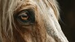 © Michael - Close-up view of a horse's eye showcasing intricate details and warm hues during a sunny afternoon in a stable environment