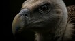 © KAYES - Vulture closeup head portrait