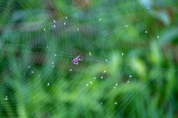 A detailed spider web with a small spider and tiny dew drops or egg sacs, set against a vibrant, soft-focus background of green grass and foliage. Captures the intricate beauty of nature, insects, and