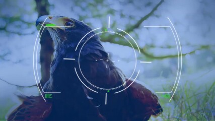 Wall Mural - animation of glitch and viewfinder over eagle