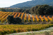 © yaqui_villegas - Expansive autumn vineyard landscape in La Rioja, Spain, golden foliage under sunlight symbolizing agricultural tradition, Mediterranean culture and winemaking heritage