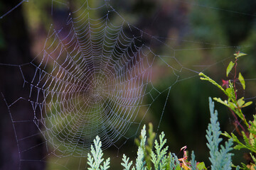 spider web with dew drops