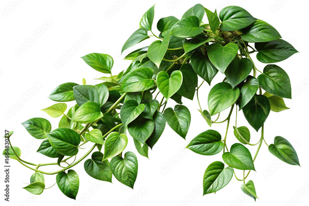 Realistic money plant vine with lush green leaves isolated on a transparent  background png transparent background Stock Photo | Adobe Stock
