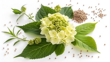 white and green hydrangea blossoms on a wooden table with seeds