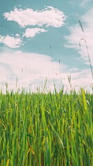 Wall Mural - Young Wheat Shoots time-lapse, timelapse. Toned Sky - Light Blue Aquamarine Above Countryside Rural Field Landscape With Young Green Wheat Sprouts In Spring Springtime Summer Cloudy Day. Agricultural