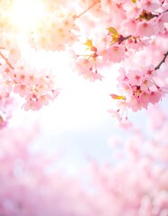 Naklejka na meble Delicate pink cherry blossoms in soft focus, sunlight shining through