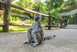 Ring tailed lemur sitting upright on pathway in safari park surrounded by greenery on Phu Quoc island, Vietnam. Biodiversity and wildlife observation. Tropical conservation and sustainable tourism